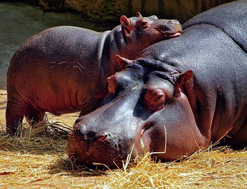 Baby Hippopotamus Tastes Watermelon For The First Time 