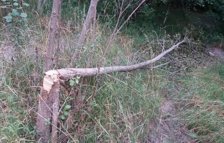 В Алматы неизвестные срубили и повредили деревья вдоль Малой Алматинки 