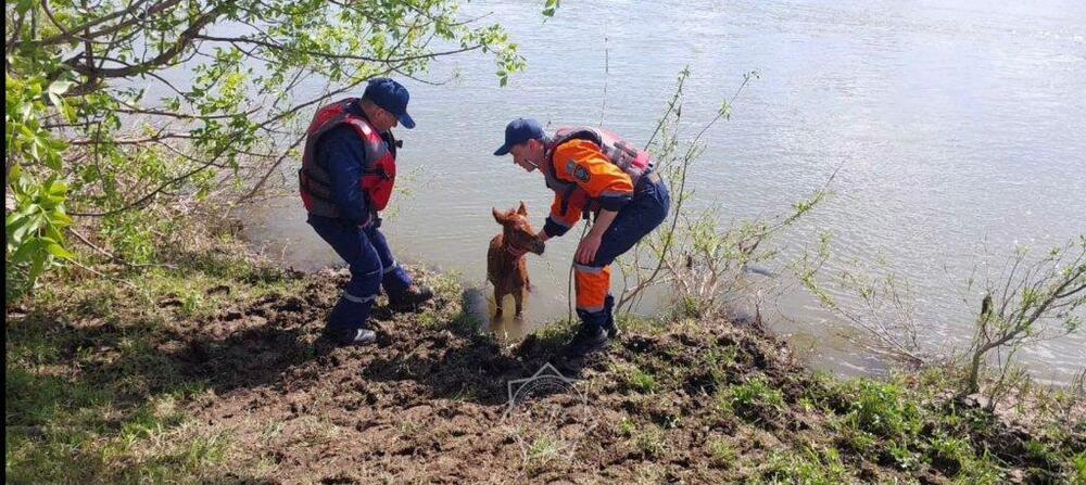 Попавших в водяной плен трех жеребят спасли в Восточном Казахстане