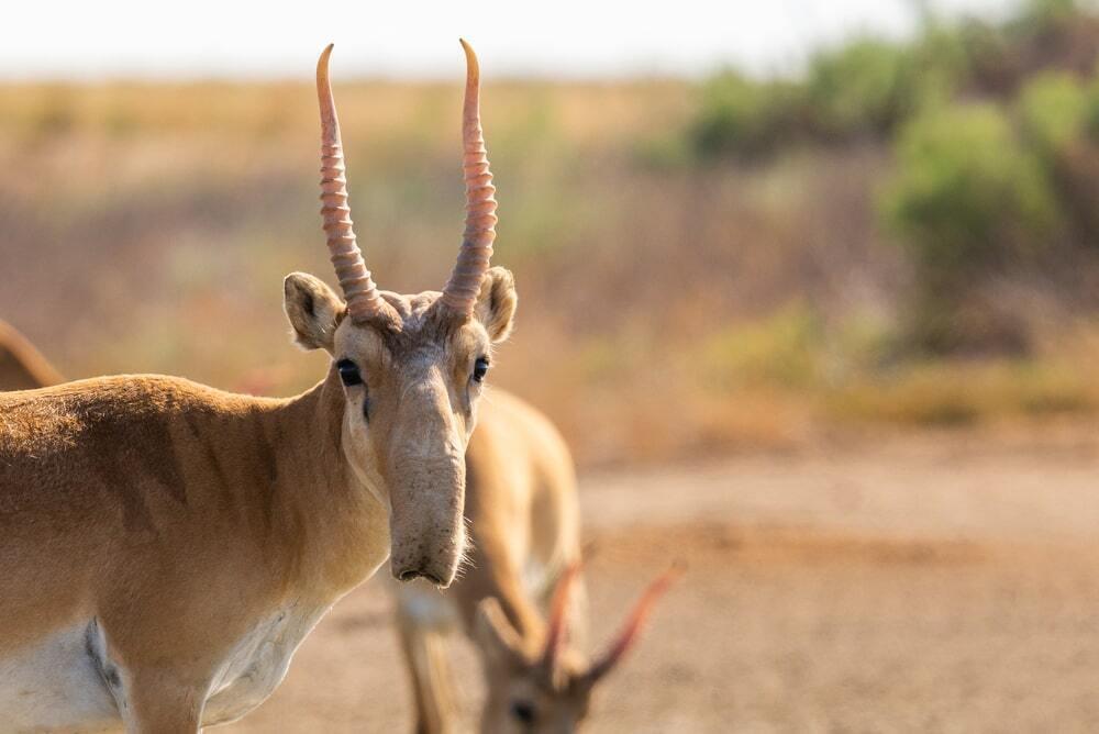 Kazakhstan to limit saiga hunting period