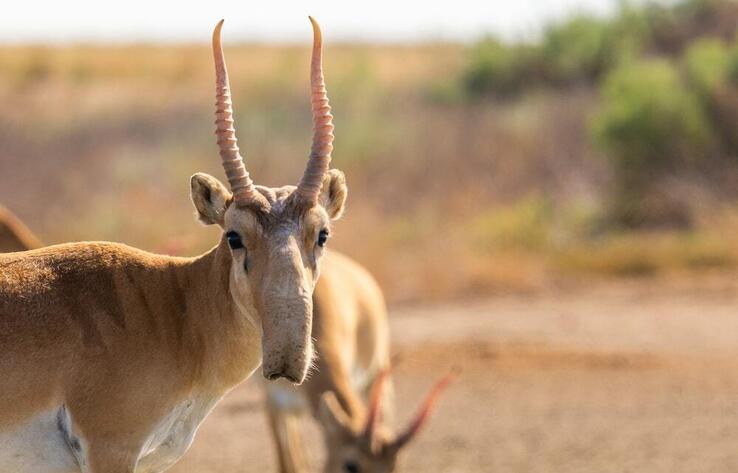 Kazakhstan to limit saiga hunting period