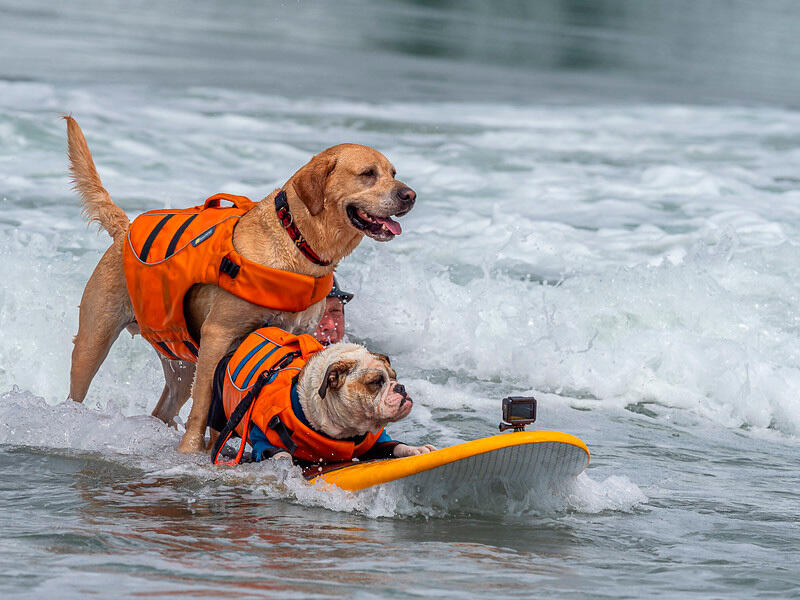 Dogs hit the waves in surfing championships. Images | surfdogchampionships.com