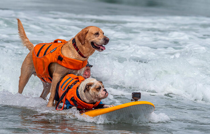 Dogs hit the waves in surfing championships