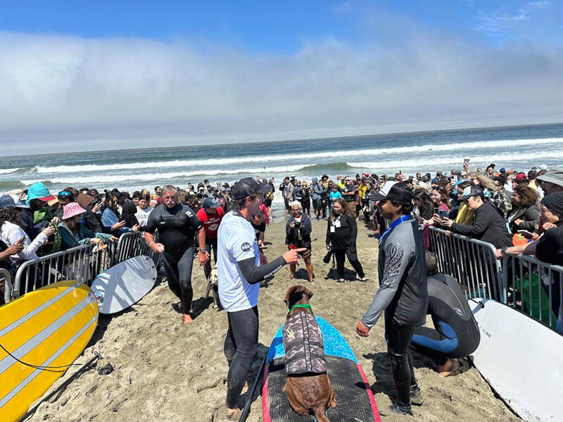 Dogs hit the waves in surfing championships. Images | surfdogchampionships.com