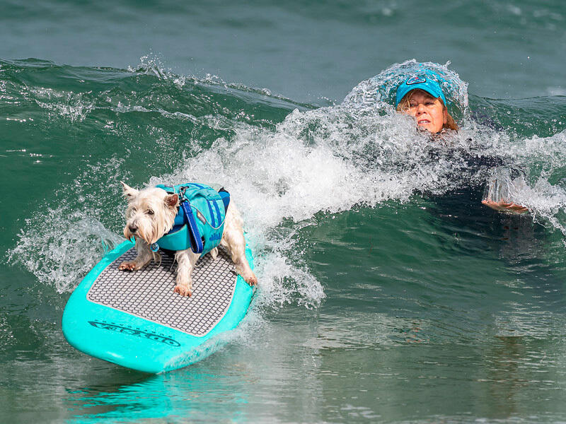 Dogs hit the waves in surfing championships. Images | surfdogchampionships.com