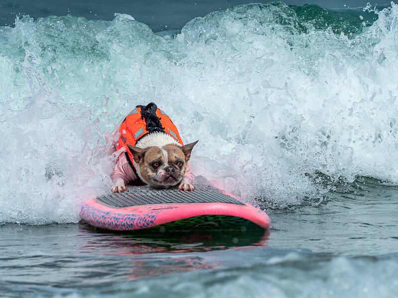 Dogs hit the waves in surfing championships. Images | surfdogchampionships.com