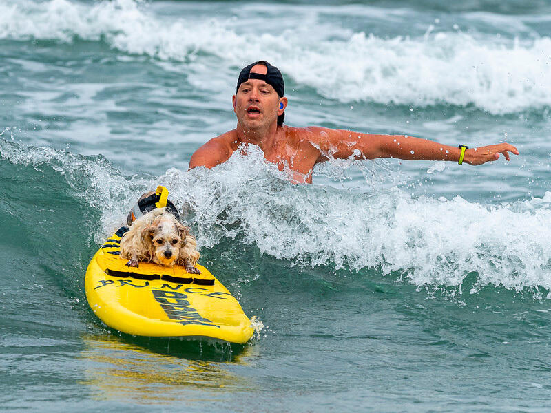 Dogs hit the waves in surfing championships. Images | surfdogchampionships.com