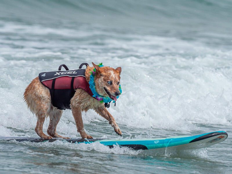 Dogs hit the waves in surfing championships. Images | surfdogchampionships.com