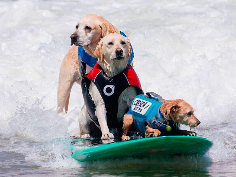 Dogs hit the waves in surfing championships. Images | instagram/rippinrosiedog