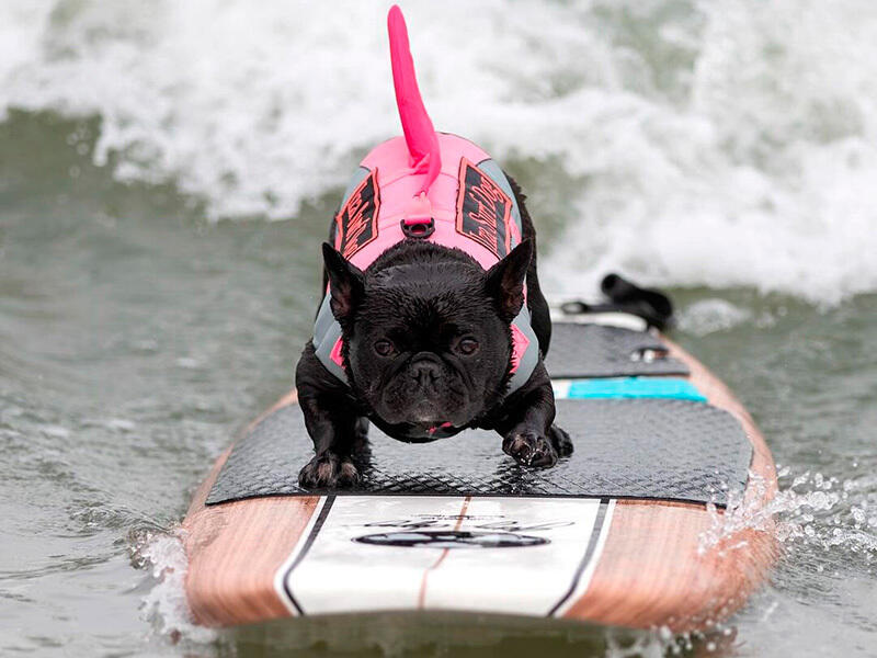 Dogs hit the waves in surfing championships. Images | instagram/everywhereartbygilda