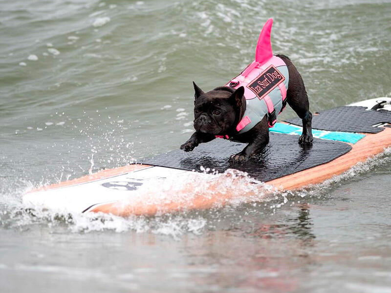 Dogs hit the waves in surfing championships. Images | instagram/everywhereartbygilda