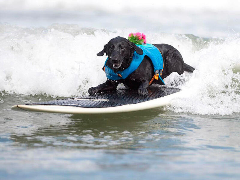 Dogs hit the waves in surfing championships. Images | instagram/everywhereartbygilda