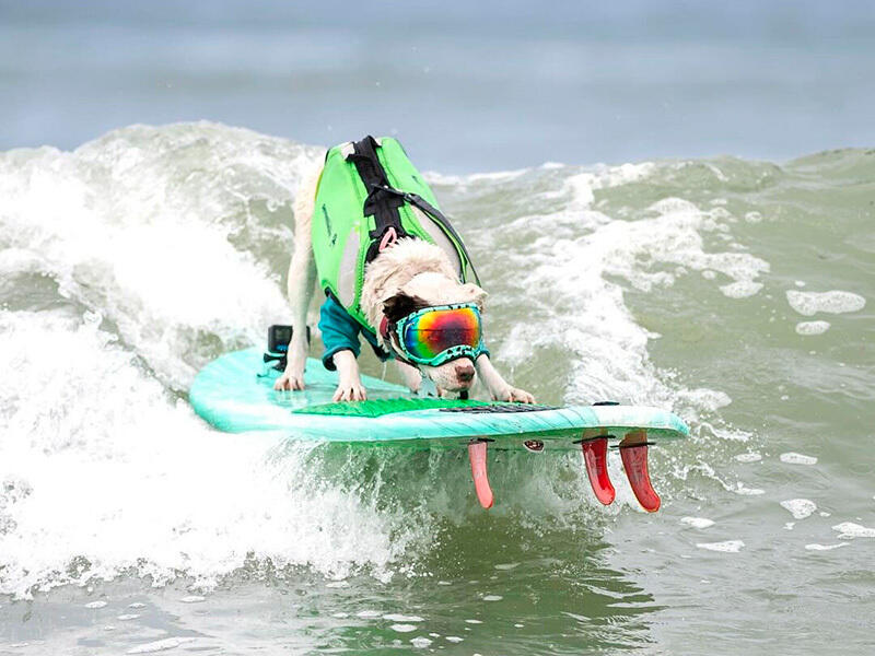 Dogs hit the waves in surfing championships. Images | instagram/everywhereartbygilda