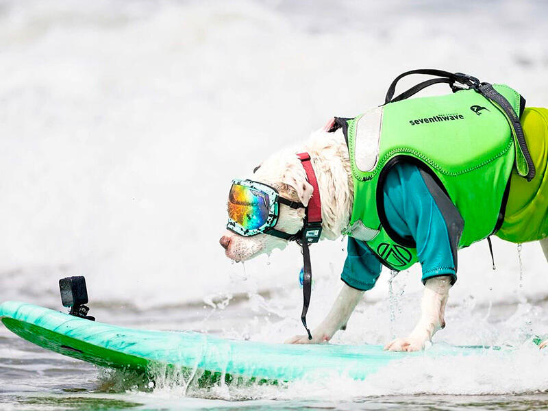 Dogs hit the waves in surfing championships. Images | instagram/everywhereartbygilda