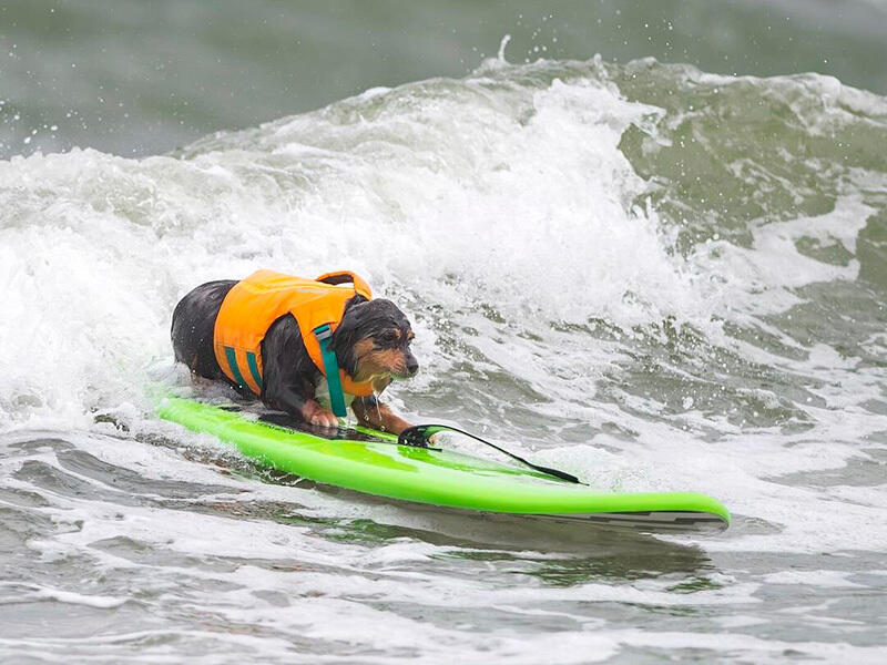 Dogs hit the waves in surfing championships. Images | instagram/everywhereartbygilda