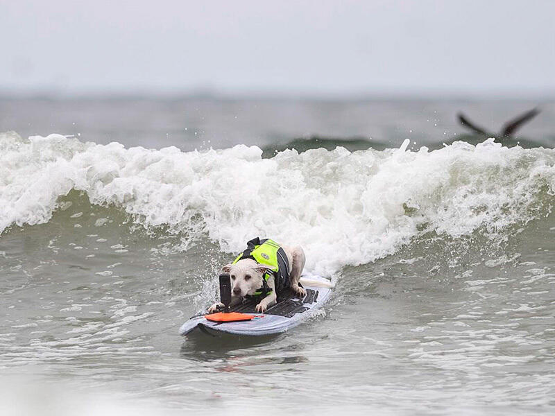 Dogs hit the waves in surfing championships. Images | instagram/everywhereartbygilda