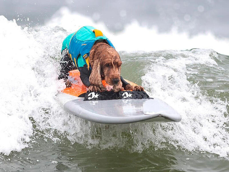 Dogs hit the waves in surfing championships. Images | instagram/everywhereartbygilda