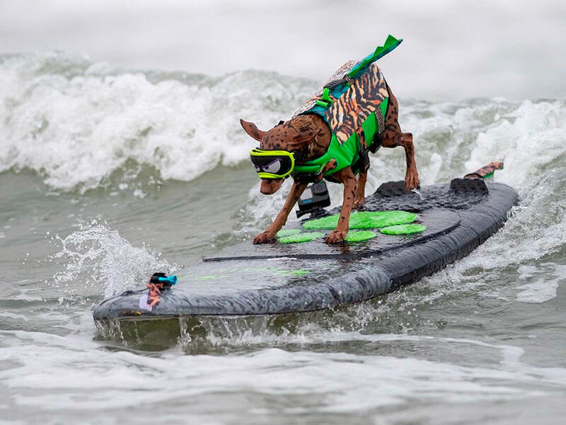 Dogs hit the waves in surfing championships. Images | instagram/everywhereartbygilda