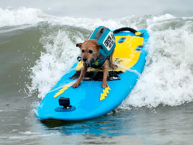 Dogs hit the waves in surfing championships. Images | instagram/everywhereartbygilda