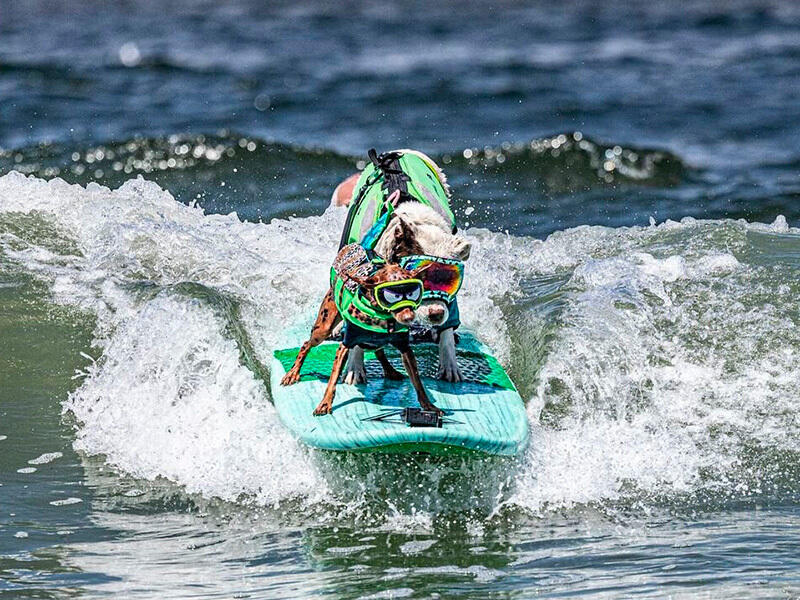 Dogs hit the waves in surfing championships. Images | instagram/sea2skypetphotography