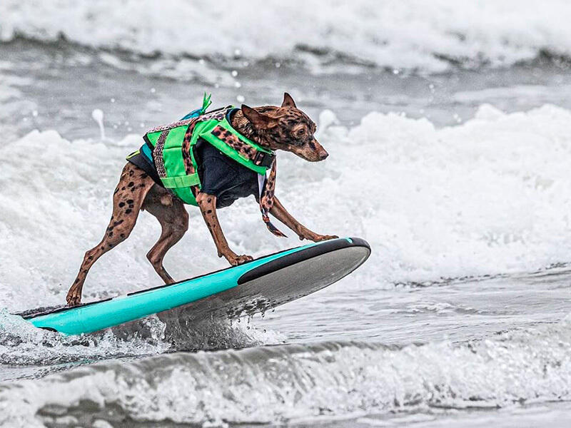 Dogs hit the waves in surfing championships. Images | instagram/sea2skypetphotography