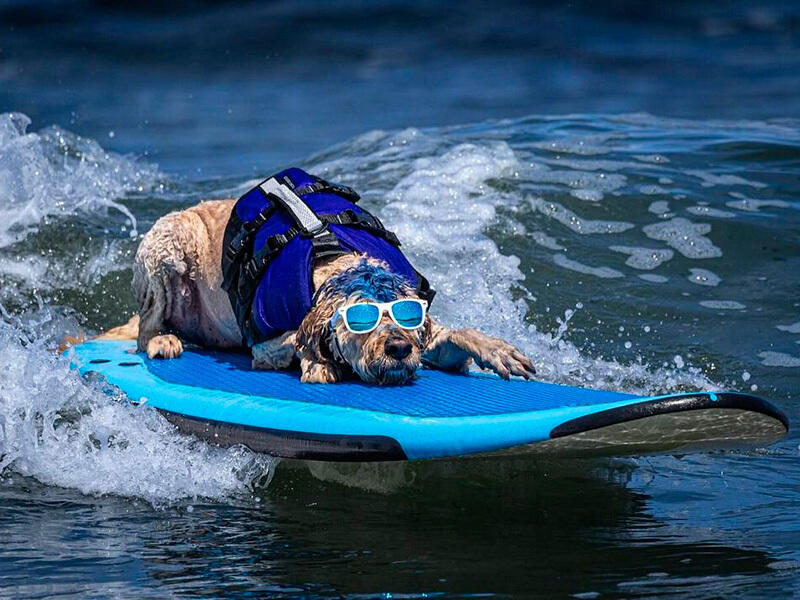 Собаки покоряли волны на чемпионате мира по серфингу. Фото: instagram/sea2skypetphotography