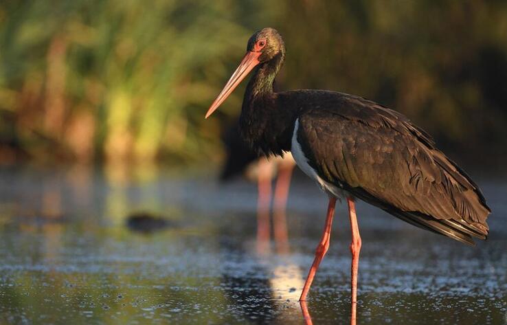 Rare black stork captured by trail camera in Turkistan region