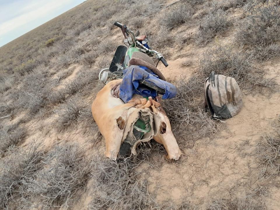 Рога и 15 туш сайгаков изъяли у браконьеров в области Улытау