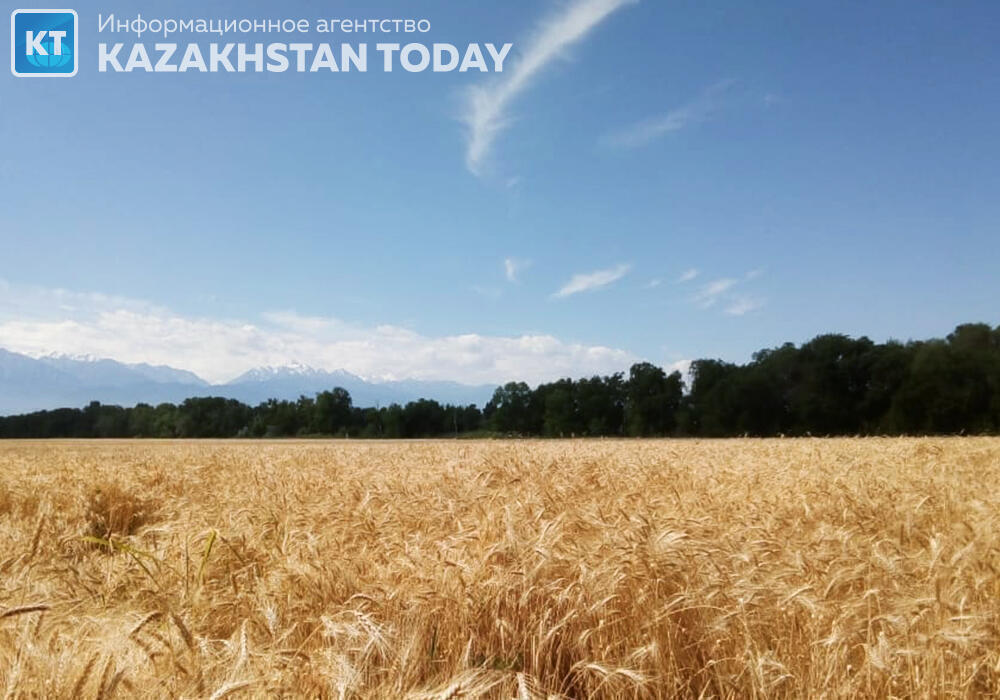 Еліміздегі негізгі дәнді дақылдар алқабының 27 пайызы жиналған 