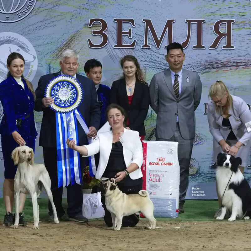 Kazakh Tazy breed gain international recognition. Images | Ruben Kazaryan instagram/rubenkazaryanproduction