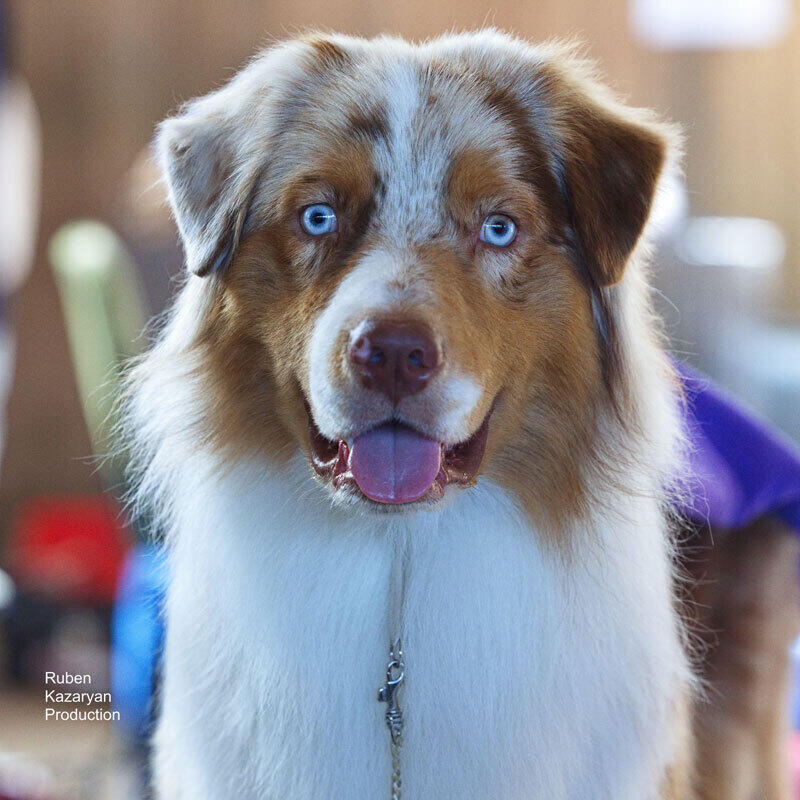 Kazakh Tazy breed gain international recognition. Images | Ruben Kazaryan instagram/rubenkazaryanproduction