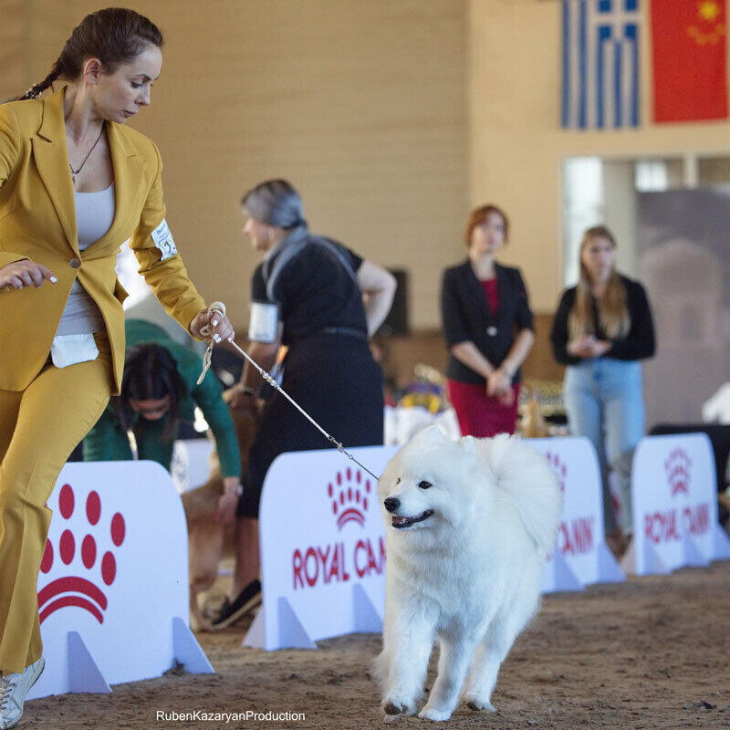 Kazakh Tazy breed gain international recognition. Images | Ruben Kazaryan instagram/rubenkazaryanproduction