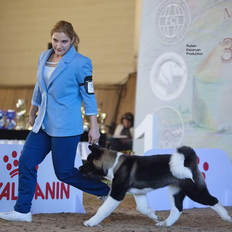 Kazakh Tazy breed gain international recognition. Images | Ruben Kazaryan instagram/rubenkazaryanproduction