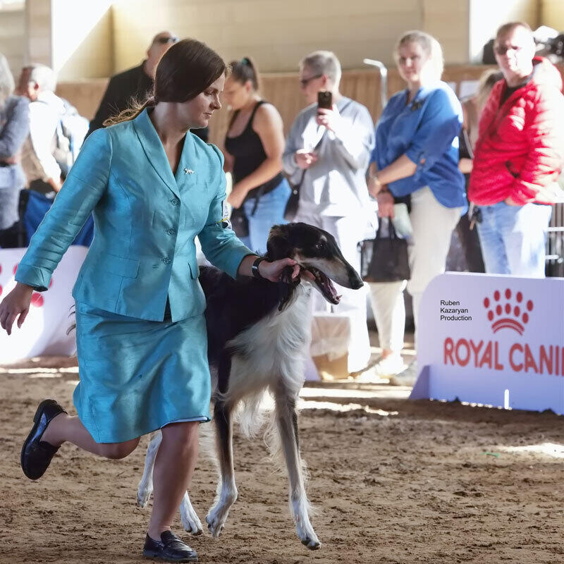 Kazakh Tazy breed gain international recognition. Images | Ruben Kazaryan instagram/rubenkazaryanproduction