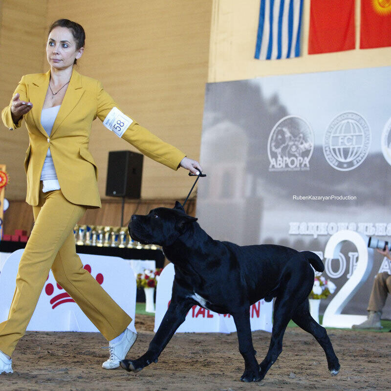 Kazakh Tazy breed gain international recognition. Images | Ruben Kazaryan instagram/rubenkazaryanproduction