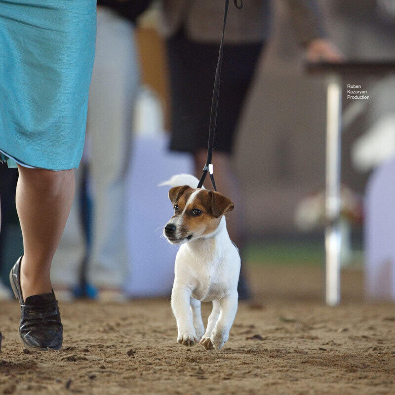 Kazakh Tazy breed gain international recognition. Images | Ruben Kazaryan instagram/rubenkazaryanproduction