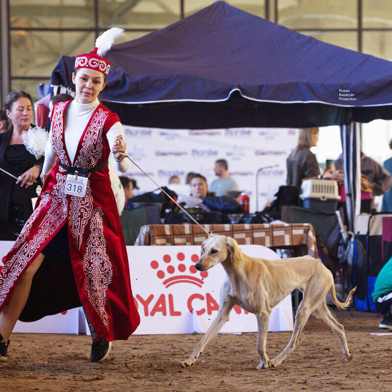 Kazakh Tazy breed gain international recognition. Images | Ruben Kazaryan instagram/rubenkazaryanproduction