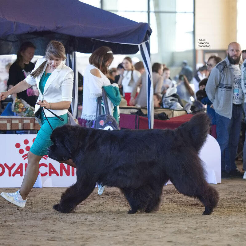 Kazakh Tazy breed gain international recognition. Images | Ruben Kazaryan instagram/rubenkazaryanproduction