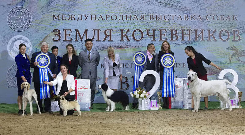 Kazakh Tazy breed gain international recognition. Images | Ruben Kazaryan instagram/rubenkazaryanproduction