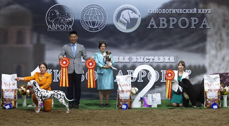 Kazakh Tazy breed gain international recognition. Images | Ruben Kazaryan instagram/rubenkazaryanproduction