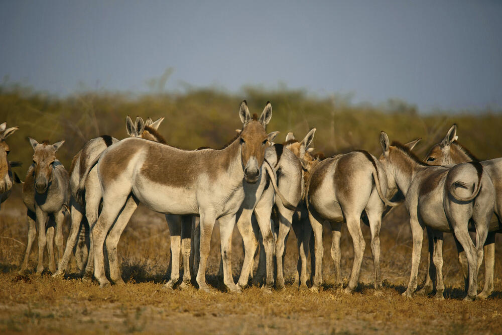 Over 40 kulans transported to Ile-Balkhash Reserve to restore species' population