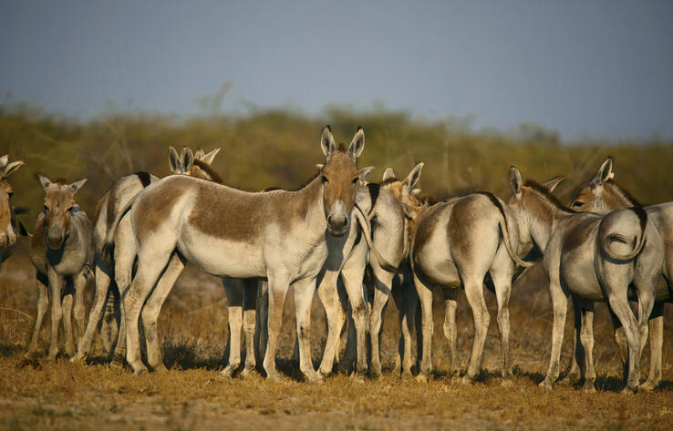 Over 40 kulans transported to Ile-Balkhash Reserve to restore species' population