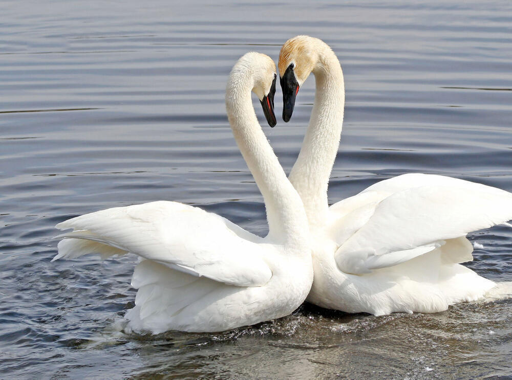 Blogger from Kazakhstan showed "Swan Lake" in Mangistau