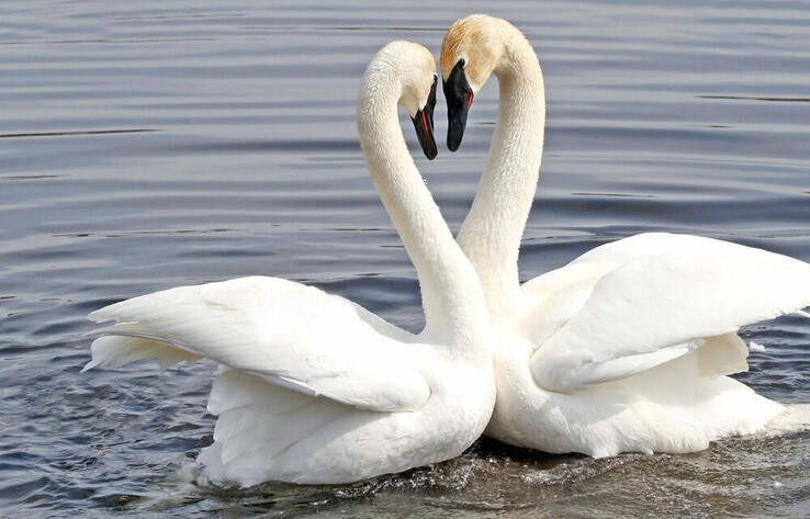 Blogger from Kazakhstan showed "Swan Lake" in Mangistau