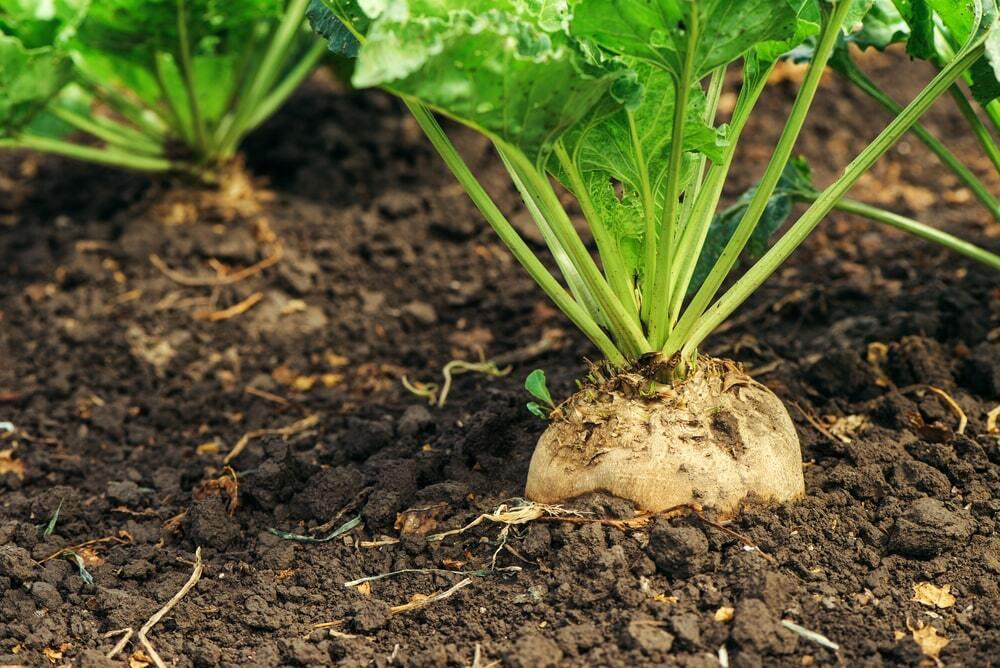 Ministry of Agriculture: record sugar beet harvest expected in 2024