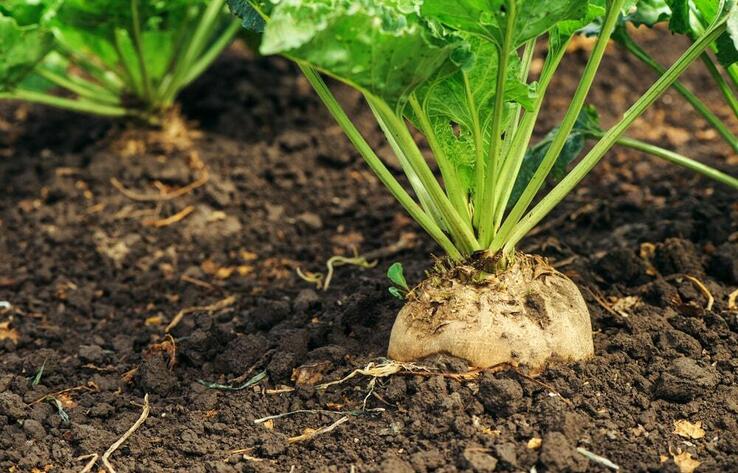 Ministry of Agriculture: record sugar beet harvest expected in 2024