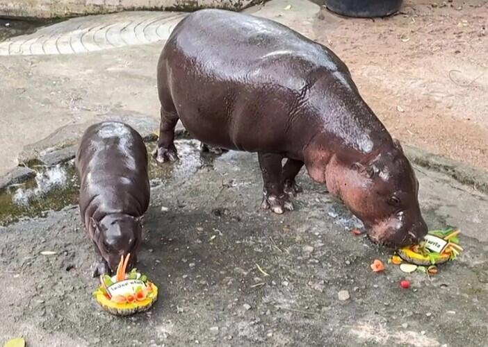 Viral baby hippo Moo Deng predicts Trump will win based on which cake she eats