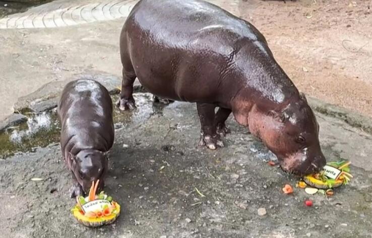 Viral baby hippo Moo Deng predicts Trump will win based on which cake she eats