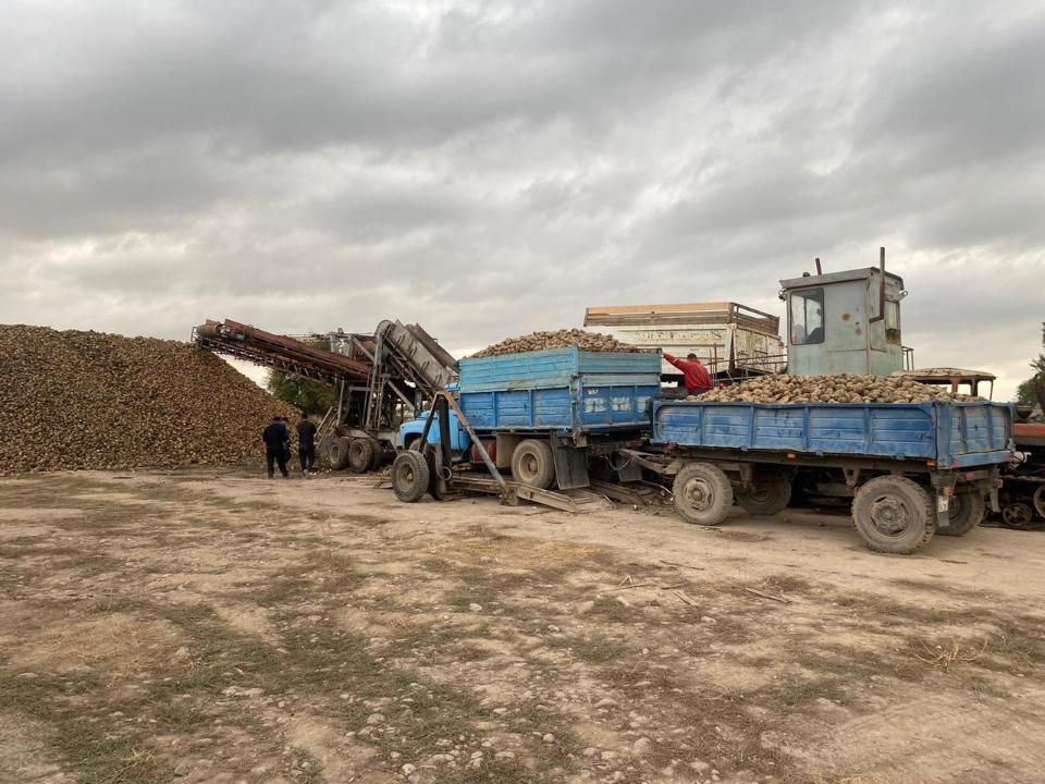 Коксуский сахарный завод увеличил мощность приема сахарной свеклы