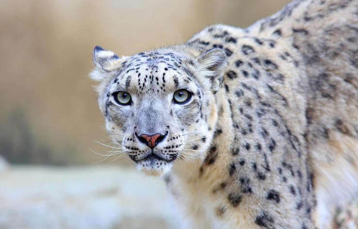 Snow leopard caught on trap camera in E Kazakhstan